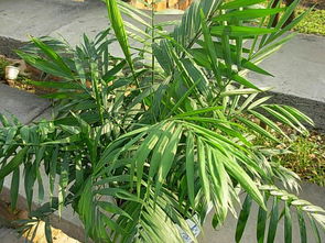 散尾葵和袖珍椰子是一种植物吗,散尾葵和袖珍椰子有什么不同啊？