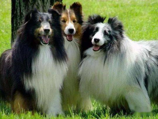 狗界 最耐热 的6种狗狗,就算不吹空调,它也能度过夏天 