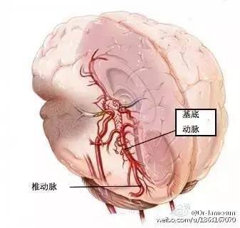 收藏必备 超详脑供血系统分类