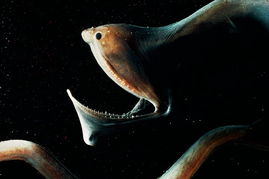 盘点10种最恐怖的鱼 琵琶鱼长相狰狞似恶魔 