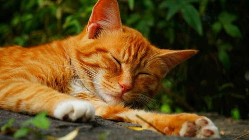 什么猫粮给橘猫的补血效果,对比的话,是比较好的 