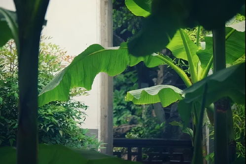 听 雨打芭蕉 的三重情境