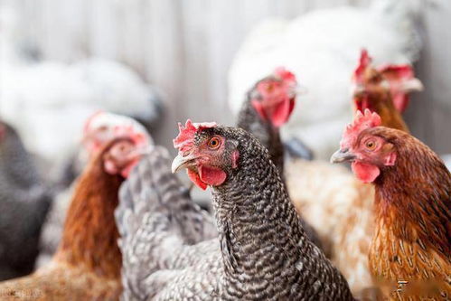 蛋鸡养殖,用这九招,快速挑出低产鸡或假母鸡 保证产蛋高峰