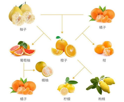 柑橘家族大揭秘,橙子竟是柚子和宽皮橘的 孩子