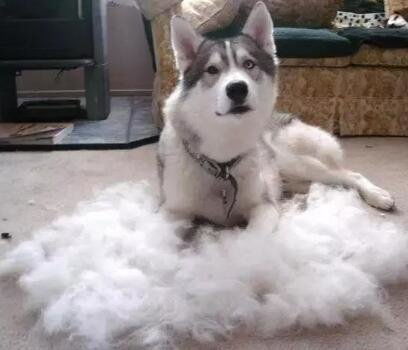 狗狗大量掉毛是什么原因