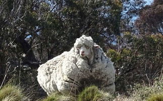 澳母羊六年未剪毛 这样过冬一定很暖