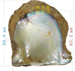 宠物森林如何获得M币