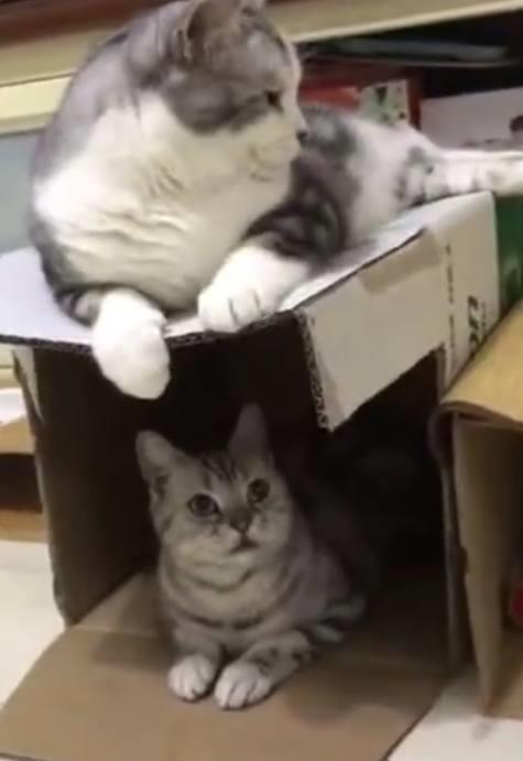 瘦猫在纸箱中睡觉,胖猫在纸箱上面玩,瘦猫 走开,房子要塌了 箱子 