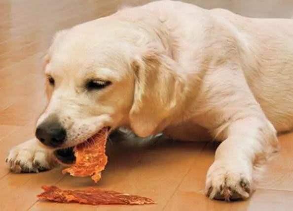 狗狗的食盆还可以保护颈椎,让食物更干净 高架碗你听说过吗