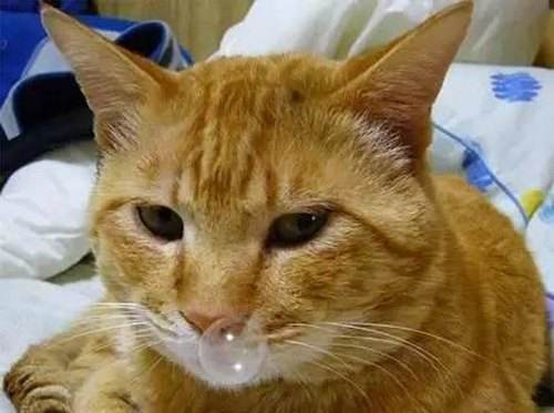 猫咪一个鼻孔流鼻涕