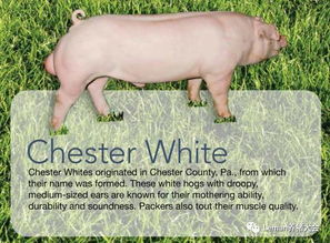 猪相关词汇中英文对照系列二 主要猪品种,猪肉的分割和猪来源的产品 