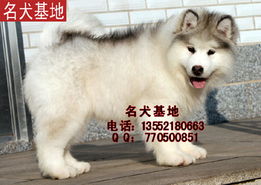 阿拉斯加雪橇犬幼犬阿拉斯加雪橇犬价钱 