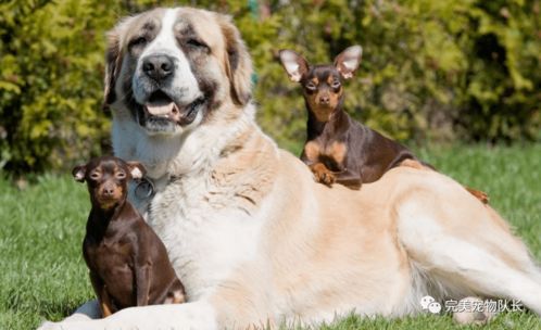 为什么中大型犬比小型犬更受欢迎 这几点,养过的都说好