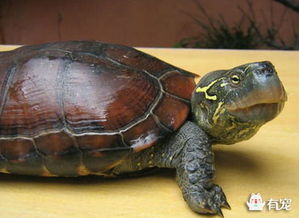 中华草龟巴西龟火焰龟哪个好？