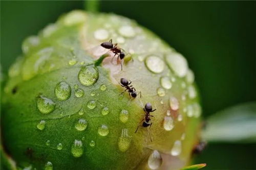 梦见蚂蚁成群有什么寓意