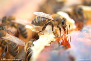 人们把蜜蜂吃的吃了,蜜蜂吃什么 