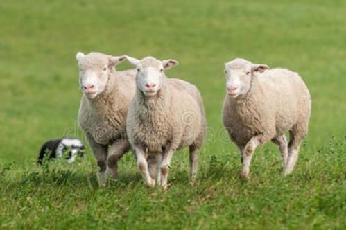 这两个年份的生肖羊,福气都集中在后半生,越老越有福