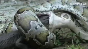 鳄鱼遭遇蟒蛇时被生吞 双方交战的场景让人看呆