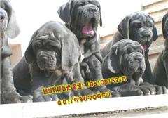 北京猛犬基地售纽波利顿獒犬卡斯罗犬支持空运上门看狗