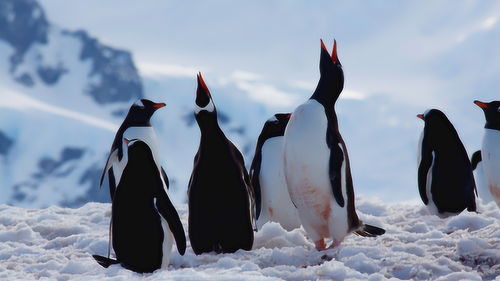 这些关于企鹅的知识你了解多少 