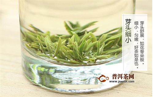 南京雨花茶属于绿茶