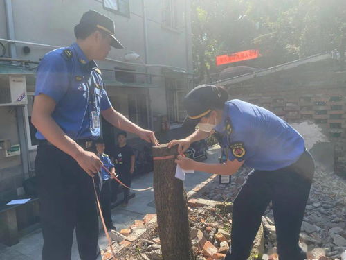 砍自家的树也违法 论 无证 砍树的心酸