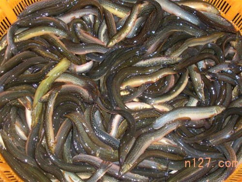 黄山泥鳅养殖基地,泥鳅价格,泥鳅批发多少钱