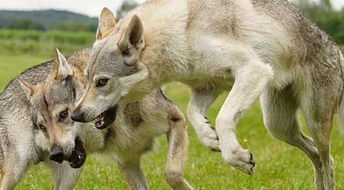 世上最美六大狼犬,最漂亮的不是二哈,而是魔鬼内心的它 
