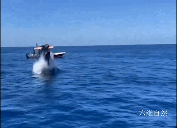 一只海豚为躲避虎鲸,跳跃出海面,却想不到虎鲸也跟着跃出将其撞飞