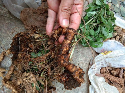 竹节人参组培繁育及栽培关键技术