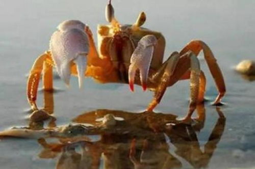 螃蟹脱壳时间 多久一次 螃蟹脱壳脚会不会长出来