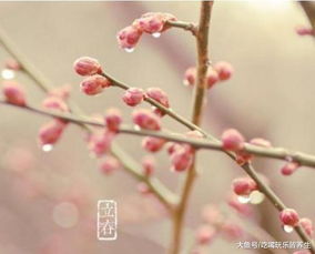 中医为什么说立春的雨水能助孕 本草纲目 中是这么解释的