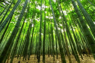 多年生植物竹子什么时候种好 怎么养才能更旺盛 可以加工成什么赚钱