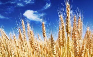 梦见小麦的寓意