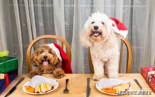 除了狗粮贵宾犬吃这5种 水果 好处多,收藏起来,以后用得上