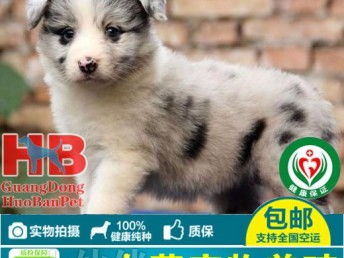 图 深圳市区哪里有卖边牧犬 深圳纯种边牧一只多少钱 深圳宠物狗 