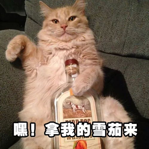 猫猫喝酒表情包