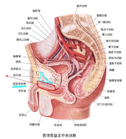 南京生殖专家黄本慧：男性备孕“憋一憋”真的有用吗
