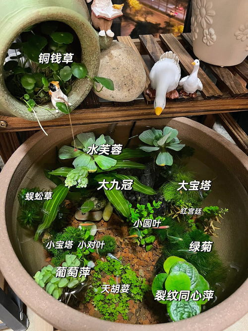 水草生态缸养殖方法(水草生态缸制作过程)