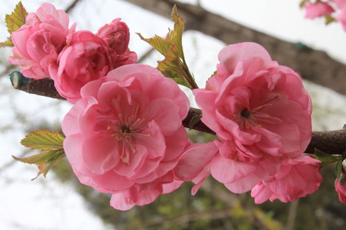 什么花像桃花但是有很多瓣花是粉红色的 