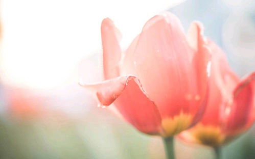 祸福相依 生肖鸡今年有3大劫,熬过就可以开宝马,住豪宅