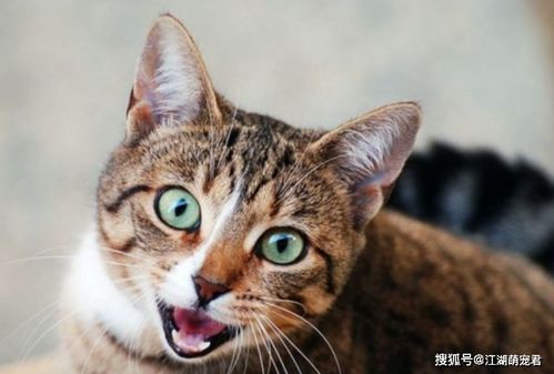 猫奴的必修课 认知猫咪的十大常见疾病