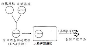 在日本大地震中.留学生刘清同学不幸受伤.失血过多.急需输血.血浓于水.情深于海.经化验.她的血型是 A 型.很多富有爱心的人主动要求为林晓献血.下面最适合输给林晓的血型是 