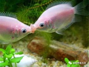 每日一鱼 接吻鱼为什么一直接吻 附接吻鱼养殖参考 