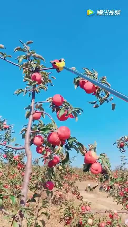 摘苹果神器,摘下来完好无损 