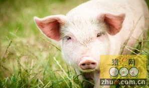 养猪新闻 养猪行业新闻 养猪产业新闻 养猪资讯 养猪培训 