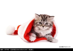 趴在圣诞帽子里的小花猫图片