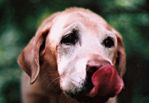 拉布拉多图片 完美狗狗导盲犬的图片大全 