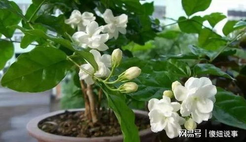 紫茉莉花为什么只长叶不开花(紫茉莉光长叶子不开花)