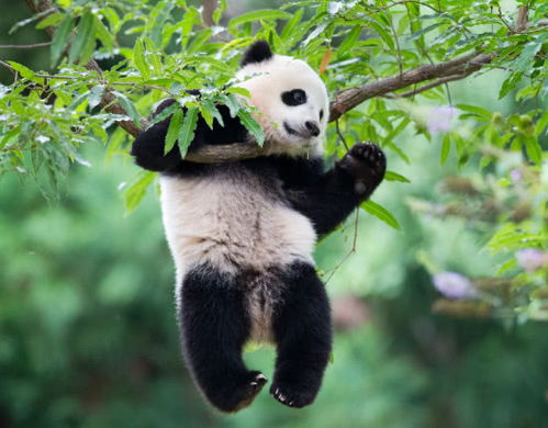 世界各国的动物国宝排行榜,你知道中国大熊猫排第几名吗